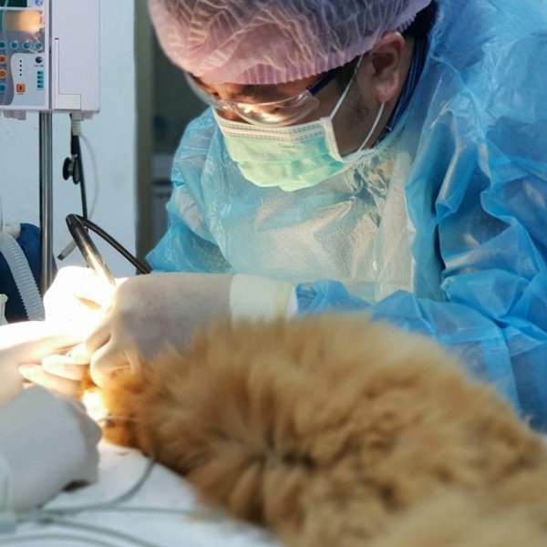บริการ﻿﻿﻿﻿﻿﻿﻿ศัลยกรรมกระดูกสุนัขและแมว 